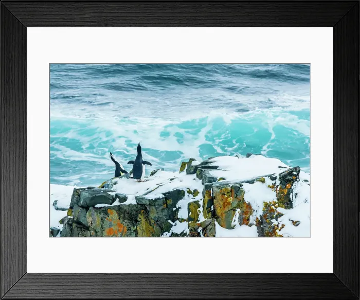 Framed Print : Antarctica Chinstrap Penguins Climate Change Framed Print : Antarctica Chinstrap Penguins Climate Change