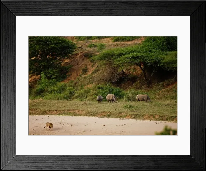 Framed Print : White Rhinoceros or Square-lipped Rhinoceros (Ceratotherium simum) Framed Print : White Rhinoceros or Square-lipped Rhinoceros (Ceratotherium simum)