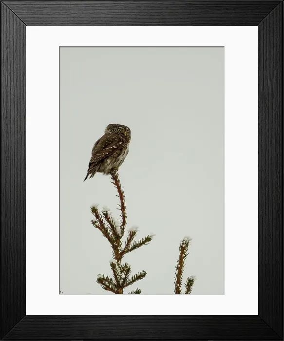 Framed Print : Finland, Eurasian Pygmy Owl (Glaucidium passerinum) on top of fir tree Framed Print : Finland, Eurasian Pygmy Owl (Glaucidium passerinum) on top of fir tree