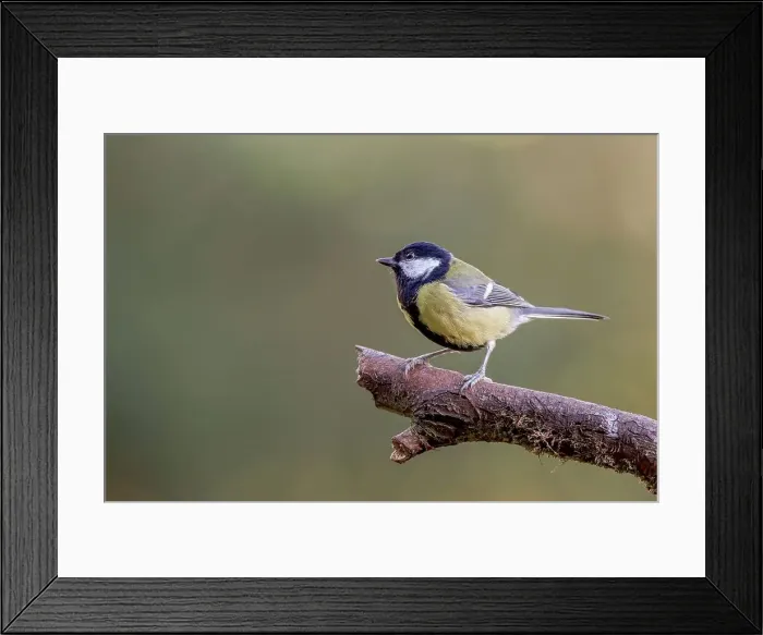 Framed Print : UK, England, Great Tit (Parus major) on branch Framed Print : UK, England, Great Tit (Parus major) on branch