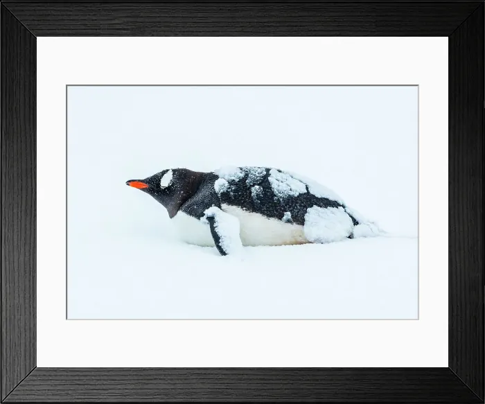 Framed Print : Antarctica Climate Change Gentoo Penguin Global Warming Framed Print : Antarctica Climate Change Gentoo Penguin Global Warming