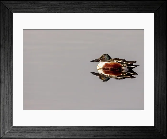 Framed Print : UK, England, Shoveler Male (Anas clypeata) Framed Print : UK, England, Shoveler Male (Anas clypeata)