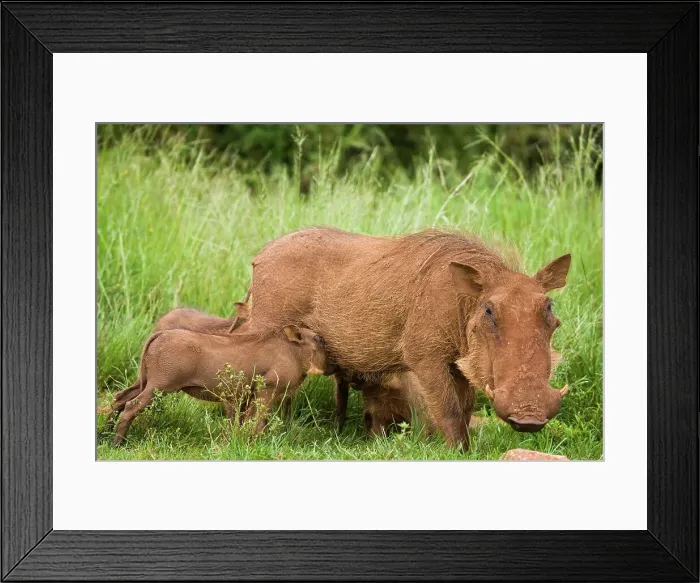 Framed Print : Warthog (Phacochoerus aethiopicus) Framed Print : Warthog (Phacochoerus aethiopicus)