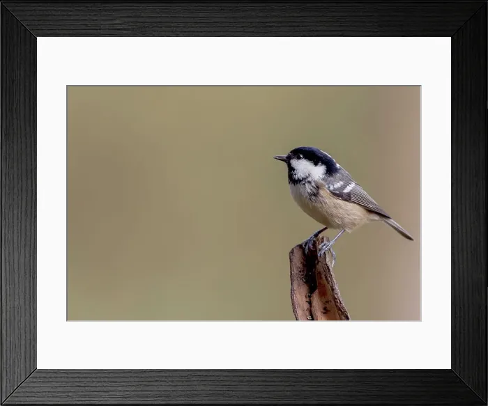 Framed Print : UK, England, Coal Tit ( Parus aer) on branch