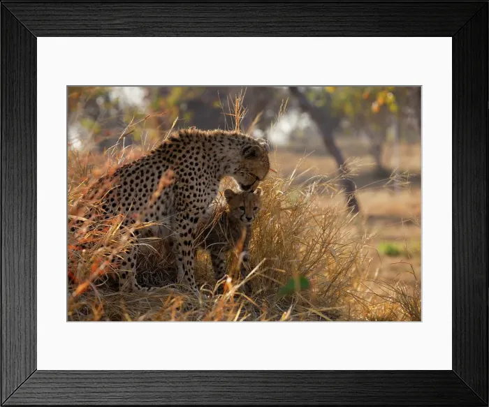 Framed Print : Cheetah (Acinonyx jubatus)). Hoedspruit Conservation Centre Framed Print : Cheetah (Acinonyx jubatus)). Hoedspruit Conservation Centre