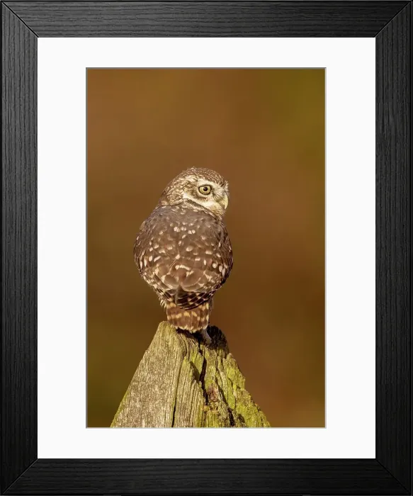 Framed Print : UK, England, Little Owl (Athene noctua) on post Framed Print : UK, England, Little Owl (Athene noctua) on post
