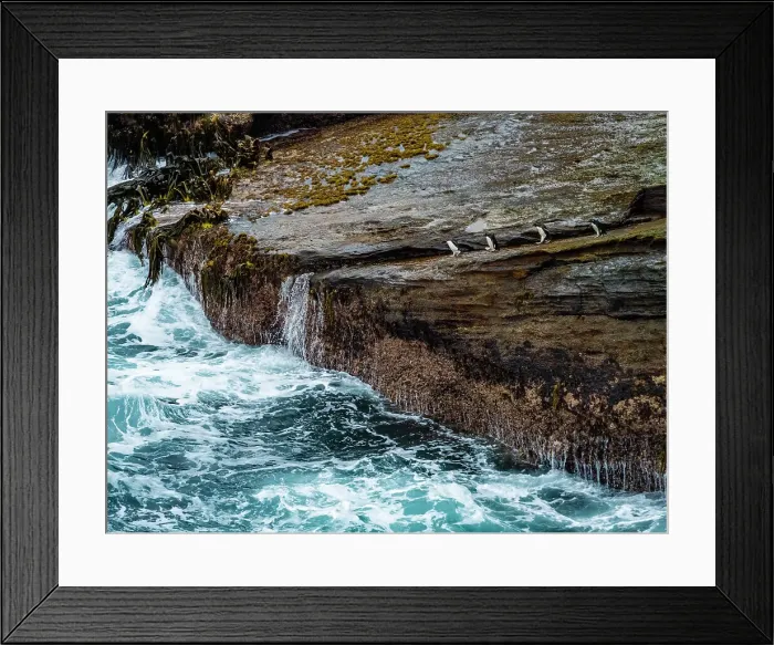 Framed Print : Climate Change Eudyptes Chrysocome Falkland Islands Framed Print : Climate Change Eudyptes Chrysocome Falkland Islands