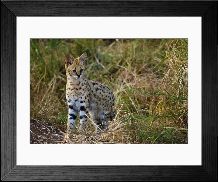 Framed Print : Serval Felis Serval}. Northern Tuli Game Reserve Framed Print : Serval Felis Serval}. Northern Tuli Game Reserve