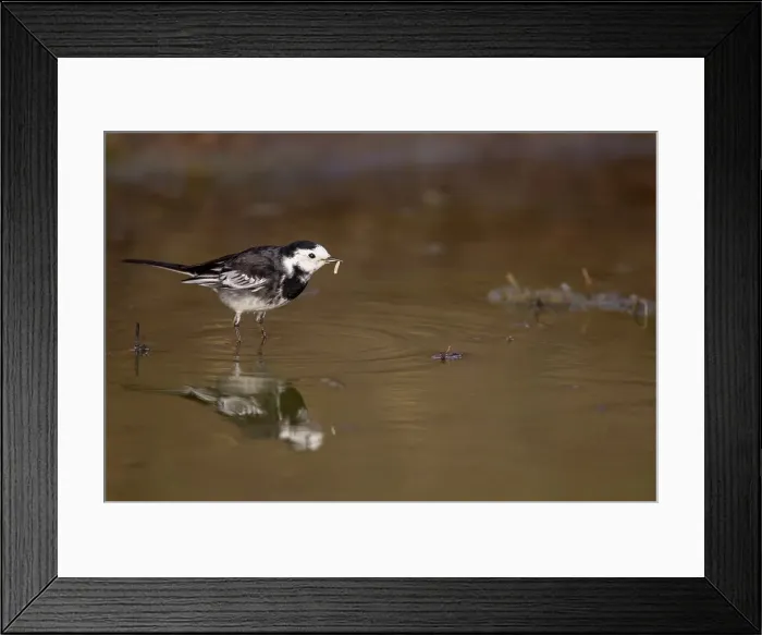 Framed Print : UK, England, Pied Wagtail (Motacilla alba) reflection in water pool