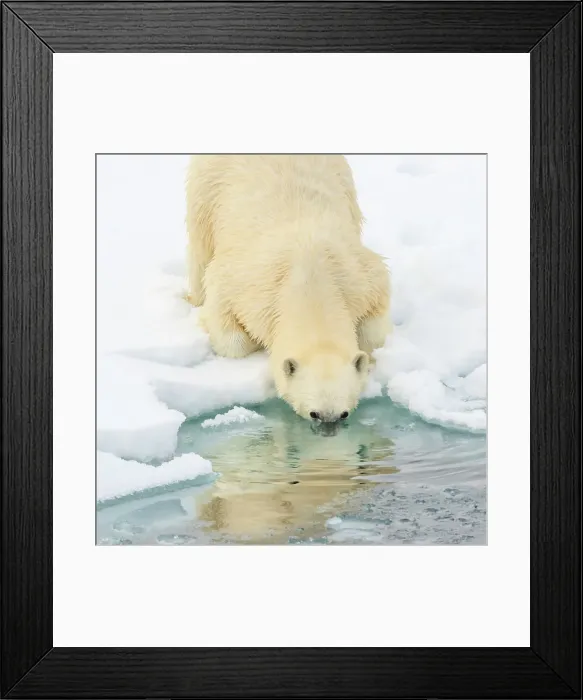 Framed Print : Adventure Travel Arctic Arctic Ocean Climate Change Framed Print : Adventure Travel Arctic Arctic Ocean Climate Change