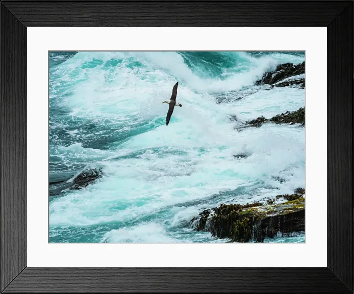 Framed Print : Black-browed Albatross Climate Change Falkland Islands Framed Print : Black-browed Albatross Climate Change Falkland Islands