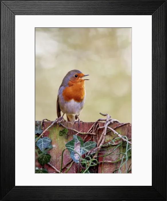 Framed Print : UK, England, Robin European (Eritharcus rubercula) singing on fence Framed Print : UK, England, Robin European (Eritharcus rubercula) singing on fence