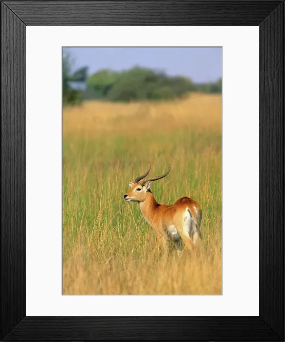 Framed Print : Lechwe (Kobus Leche) male in wetland Framed Print : Lechwe (Kobus Leche) male in wetland