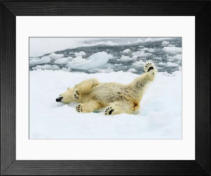 Framed Print : Adventure Travel Arctic Arctic Ocean Climate Change
