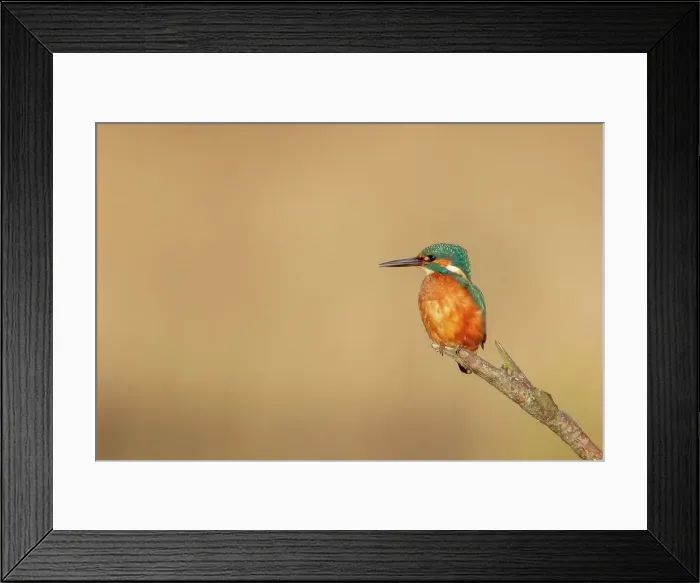 Framed Print : UK, England, Kingfisher (Alcedo atthis) on perch Framed Print : UK, England, Kingfisher (Alcedo atthis) on perch