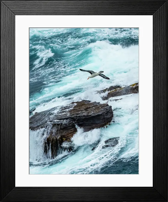 Framed Print : Black-browed Albatross Climate Change Falkland Islands Framed Print : Black-browed Albatross Climate Change Falkland Islands
