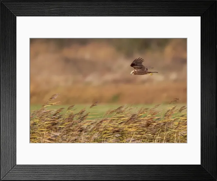 Framed Print : UK, England, Marsh Harrier (Circus aeruginosus) female flying over reedbed Framed Print : UK, England, Marsh Harrier (Circus aeruginosus) female flying over reedbed