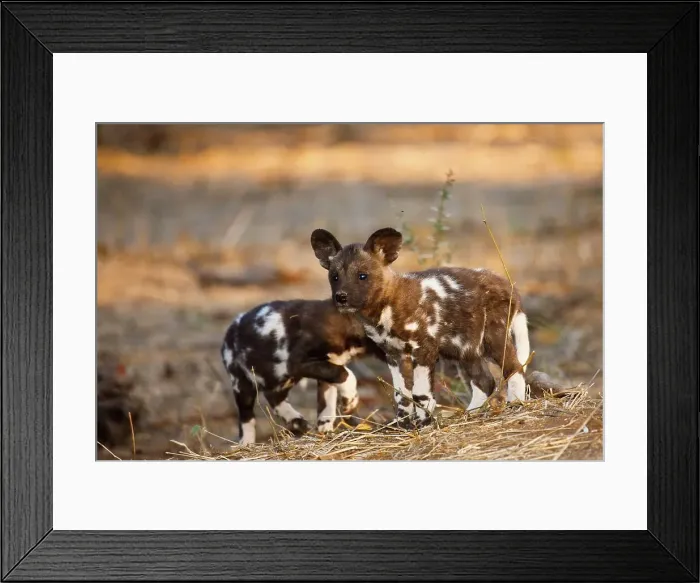 Framed Print : Wild Dog (Lycaon pictus) puppies Framed Print : Wild Dog (Lycaon pictus) puppies