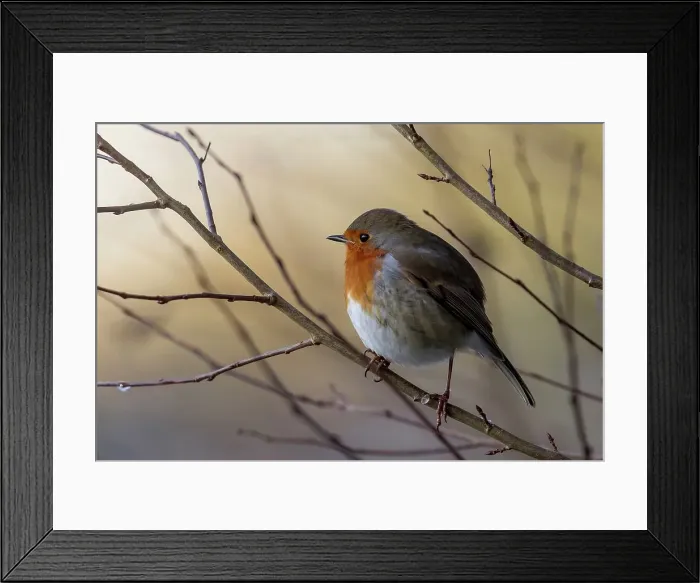 Framed Print : UK, England, Robin (European Eritharcus rubercula) perching on twig Framed Print : UK, England, Robin (European Eritharcus rubercula) perching on twig