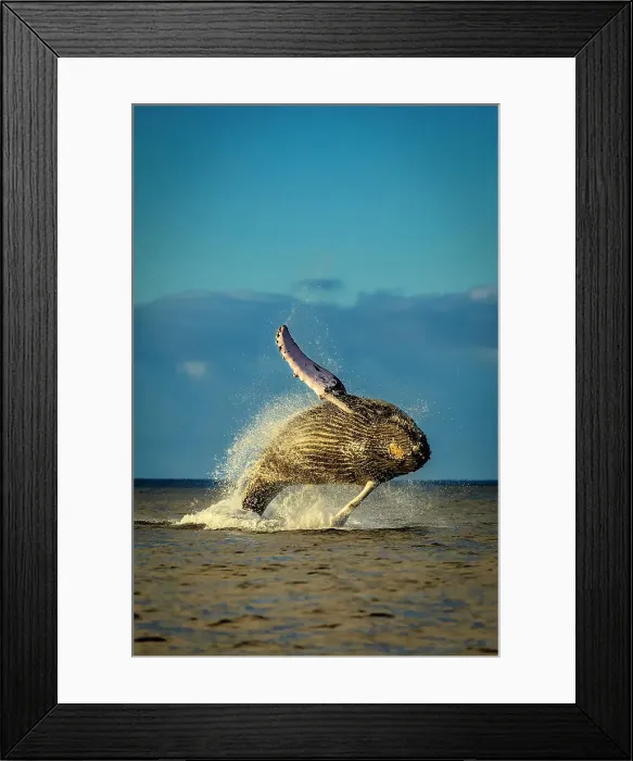 Framed Print : Blue Water Hawaii Hawaiian Islands Hawaiian Islands Humpback Whale National Marine Sanctuary Framed Print : Blue Water Hawaii Hawaiian Islands Hawaiian Islands Humpback Whale National Marine Sanctuary
