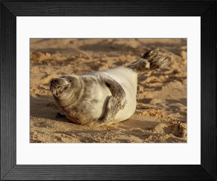Framed Print : UK, England, Grey Seal (Halichoerus grypus) pup Framed Print : UK, England, Grey Seal (Halichoerus grypus) pup