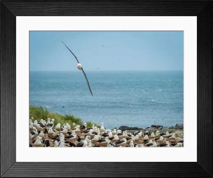 Framed Print : Black-browed Albatross Climate Change Falkland Islands