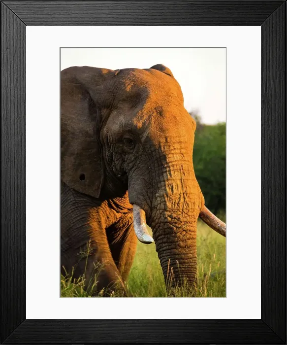 Framed Print : African Elephant (Loxodonta africana) Framed Print : African Elephant (Loxodonta africana)
