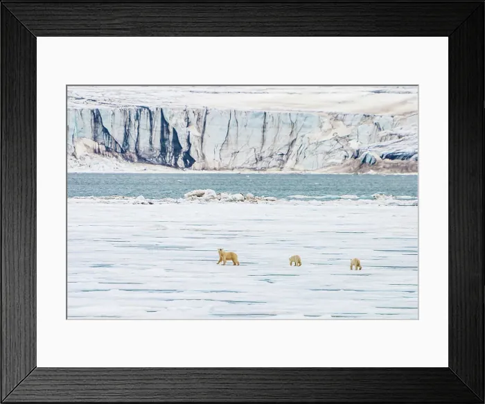 Framed Print : Arctic Climate Change Spitsbergen Ursus Maritimus Framed Print : Arctic Climate Change Spitsbergen Ursus Maritimus