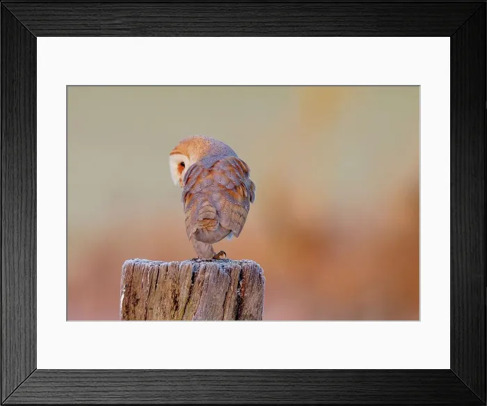 Framed Print : UK, England, Barn Owl (Tyto Alba) perching on post Framed Print : UK, England, Barn Owl (Tyto Alba) perching on post
