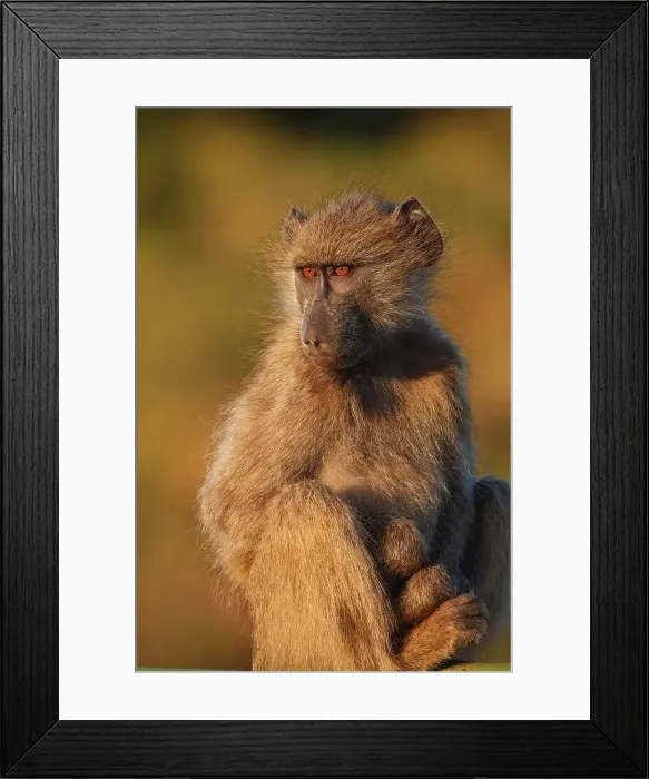 Framed Print : Chacma Baboon Papio ursinus}. Kruger National Park Framed Print : Chacma Baboon Papio ursinus}. Kruger National Park