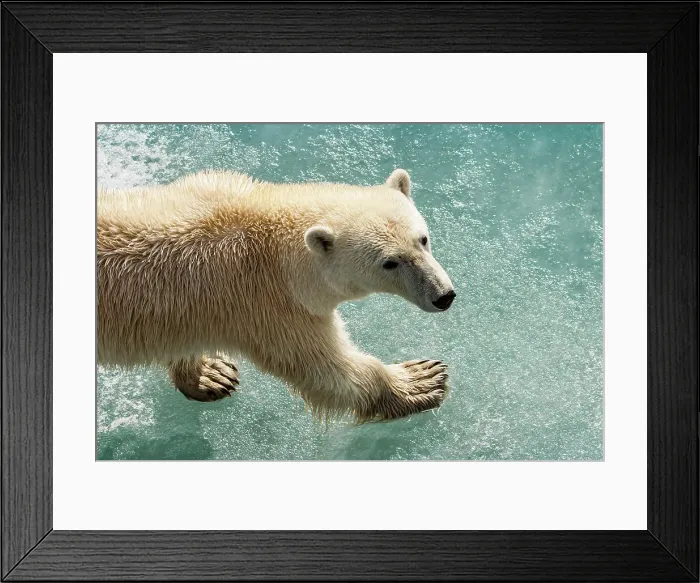 Framed Print : Arctic Climate Change Hornsund Fjord Norway Polar Bear Framed Print : Arctic Climate Change Hornsund Fjord Norway Polar Bear