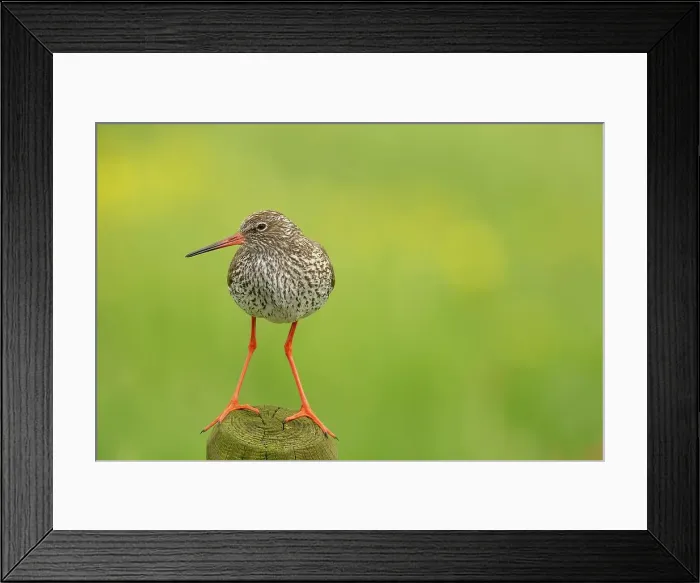 Framed Print : Holland, Redshank (Tringa totanus) on post Framed Print : Holland, Redshank (Tringa totanus) on post