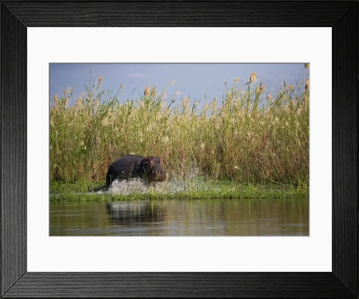 Framed Print : Hippo (Hippopotamus amphibius) Framed Print : Hippo (Hippopotamus amphibius)