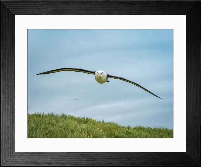 Framed Print : Black-browed Albatross Climate Change Falkland Islands Framed Print : Black-browed Albatross Climate Change Falkland Islands