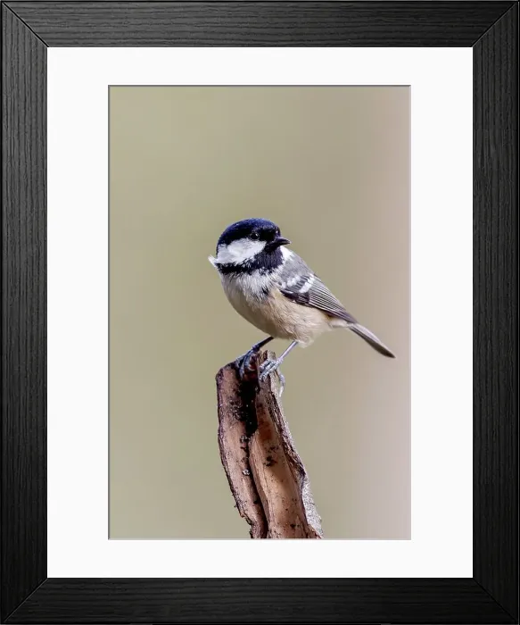 Framed Print : UK, England, Coal Tit ( Parus aer) on branch Framed Print : UK, England, Coal Tit ( Parus aer) on branch