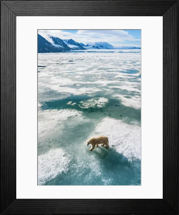 Framed Print : Arctic Climate Change Hornsund Fjord Norway Polar Bear Framed Print : Arctic Climate Change Hornsund Fjord Norway Polar Bear