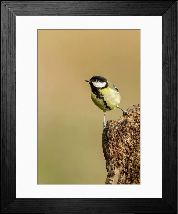 Framed Print : UK, England, Great Tit (Parus major) perching on tree stump Framed Print : UK, England, Great Tit (Parus major) perching on tree stump