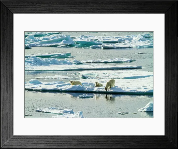 Framed Print : Adventure Travel Arctic Arctic Ocean Climate Change Framed Print : Adventure Travel Arctic Arctic Ocean Climate Change