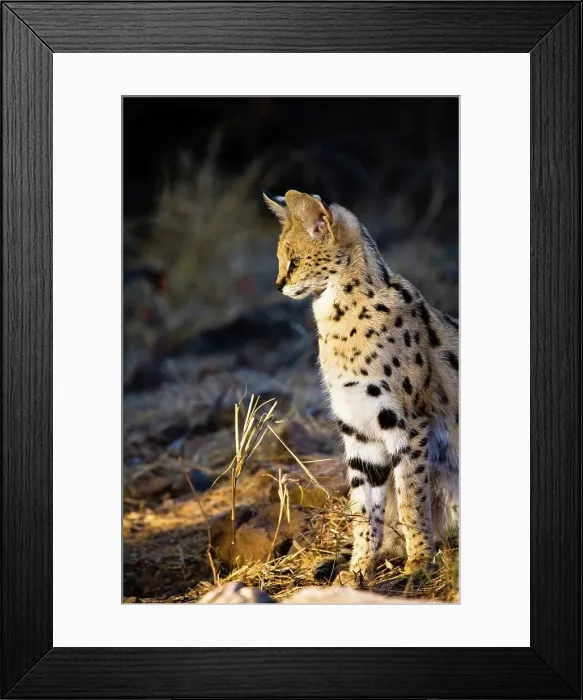 Framed Print : Serval ( Felis serval). Nitani Game Reserve Framed Print : Serval ( Felis serval). Nitani Game Reserve