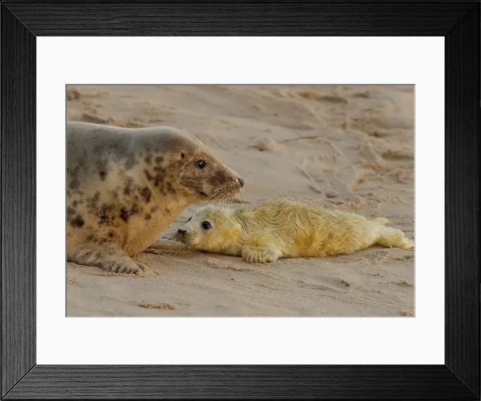 Framed Print : UK, England, Grey Seal (Halichoerus grypus) female and pup