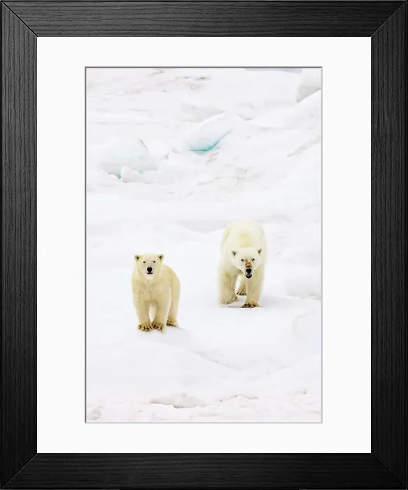 Framed Print : Arctic Climate Change Lone Polar Bear Mother And Cub Framed Print : Arctic Climate Change Lone Polar Bear Mother And Cub