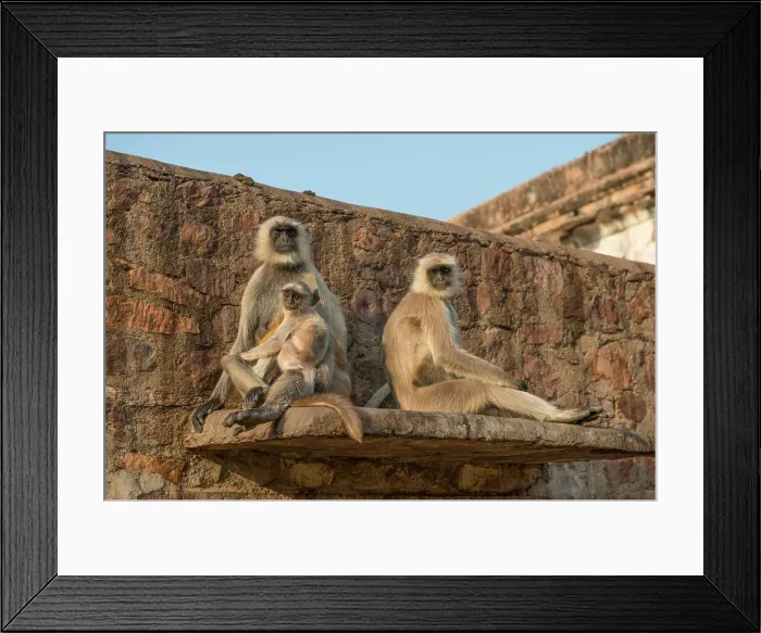 Framed Print : Hanuman Langur Presbytis entellus group perched on wall Ranthambhore Rajasthan India Framed Print : Hanuman Langur Presbytis entellus group perched on wall Ranthambhore Rajasthan India