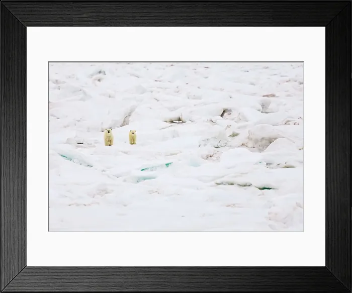 Framed Print : Arctic Climate Change Lone Polar Bear Mother And Cub