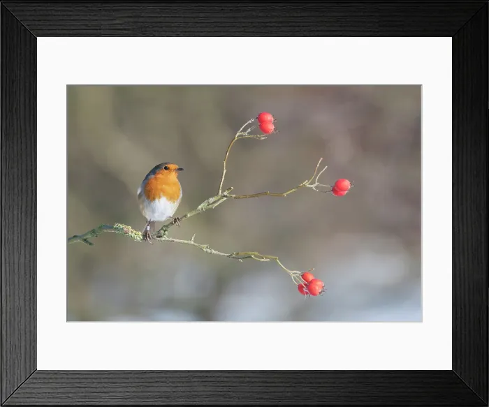Framed Print : Robin Erithacus rubecula adult perched in snow Norfolk U Framed Print : Robin Erithacus rubecula adult perched in snow Norfolk U