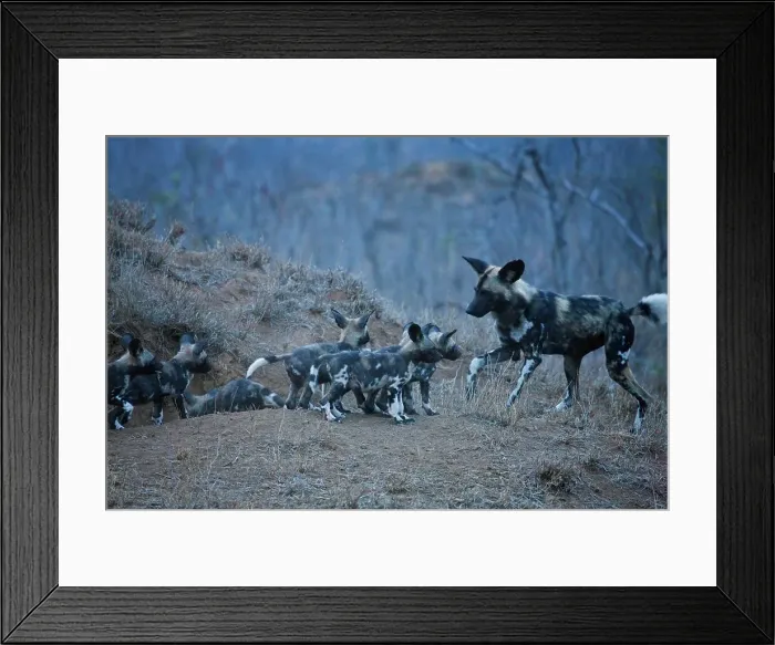 Framed Print : Wild Dog Lycaon Pictus}. Manyeleti Game Reserve Framed Print : Wild Dog Lycaon Pictus}. Manyeleti Game Reserve