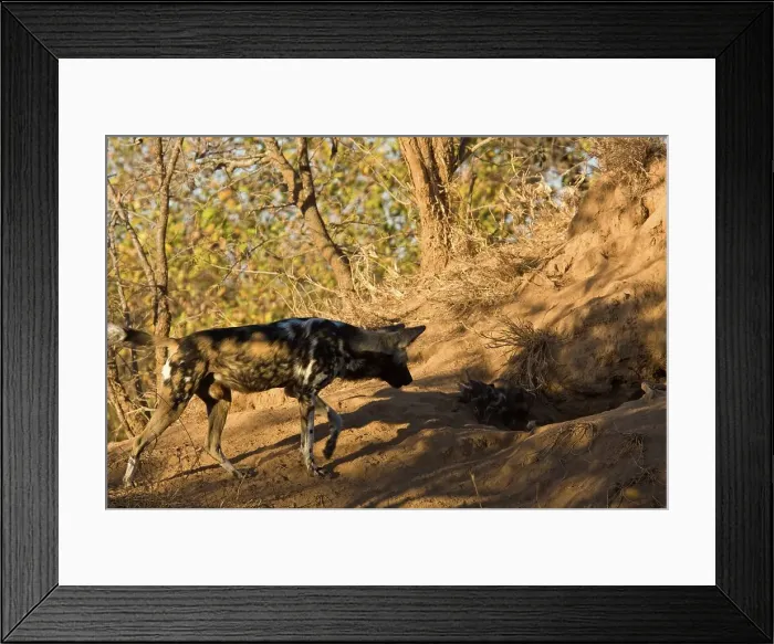 Framed Print : Wild Dog (Lycaon pictus). Hoedspruit Conservation Centre