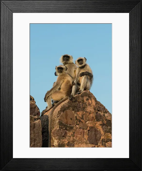 Framed Print : Hanuman Langur Presbytis entellus group perched on wall Ranthambhore Rajasthan India Framed Print : Hanuman Langur Presbytis entellus group perched on wall Ranthambhore Rajasthan India