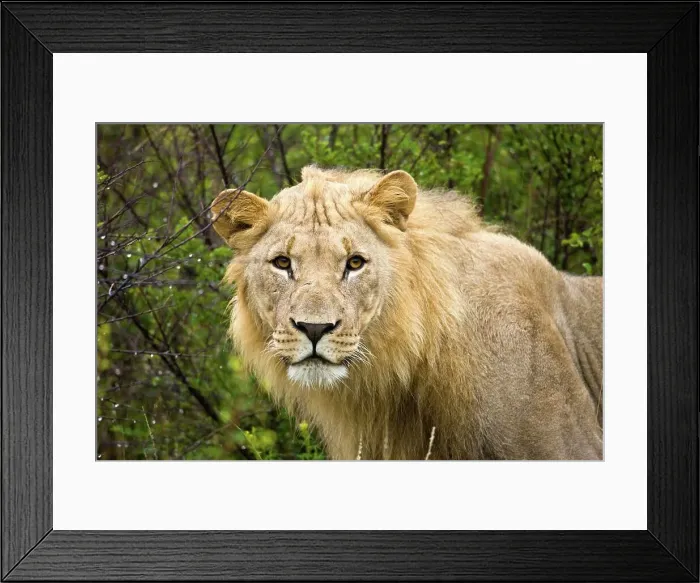 Framed Print : Lion (Panthera leo). Madikwe Game Reserve Framed Print : Lion (Panthera leo). Madikwe Game Reserve
