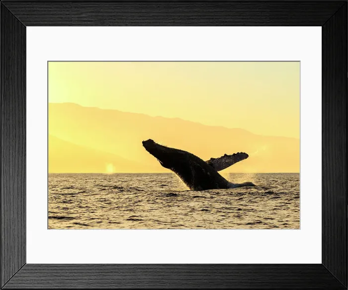 Framed Print : Blue Water Hawaii Hawaiian Islands Hawaiian Islands Humpback Whale National Marine Sanctuary
