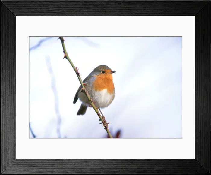 Framed Print : Robin Erithacus rubecula adult perched in snow Norfolk U Framed Print : Robin Erithacus rubecula adult perched in snow Norfolk U